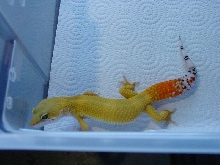 Super Hypo Carrot Tail