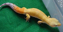 Just a Growing Boy