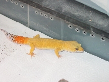 SHCT Male
