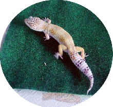 Super Hypo Snow
