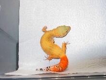 Super Hypo Carrot Tail