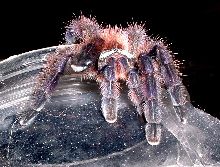 avicularia versicolor (juv.)