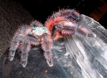 avic versicolor juv.male