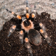 Brachypelma Smithi
