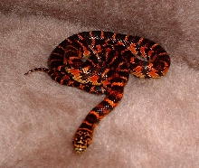 another veiw of baby brooksi (flame)
