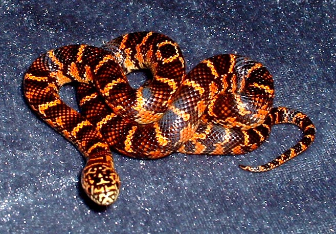 baby 2003 brooksi (flame)