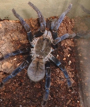 Colbolt blue (adult fem)