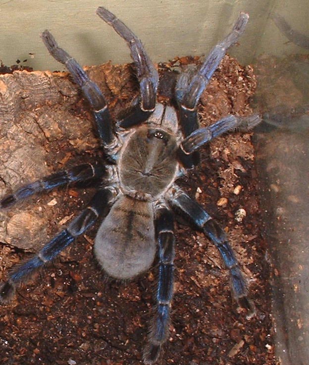 Colbolt blue (adult fem)