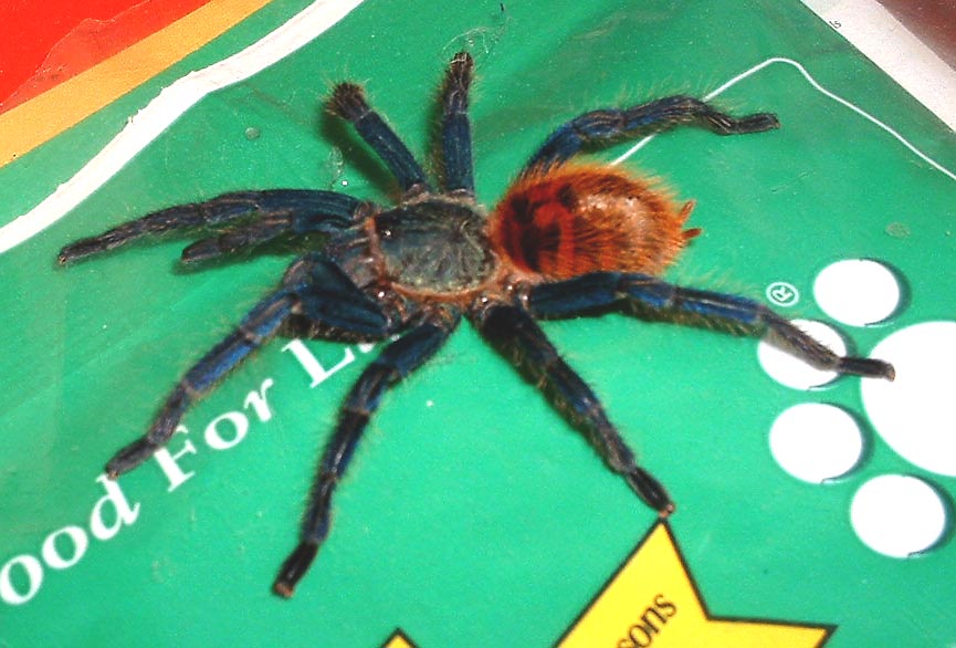 greenbottle blue!