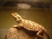 Pierre (  draco )