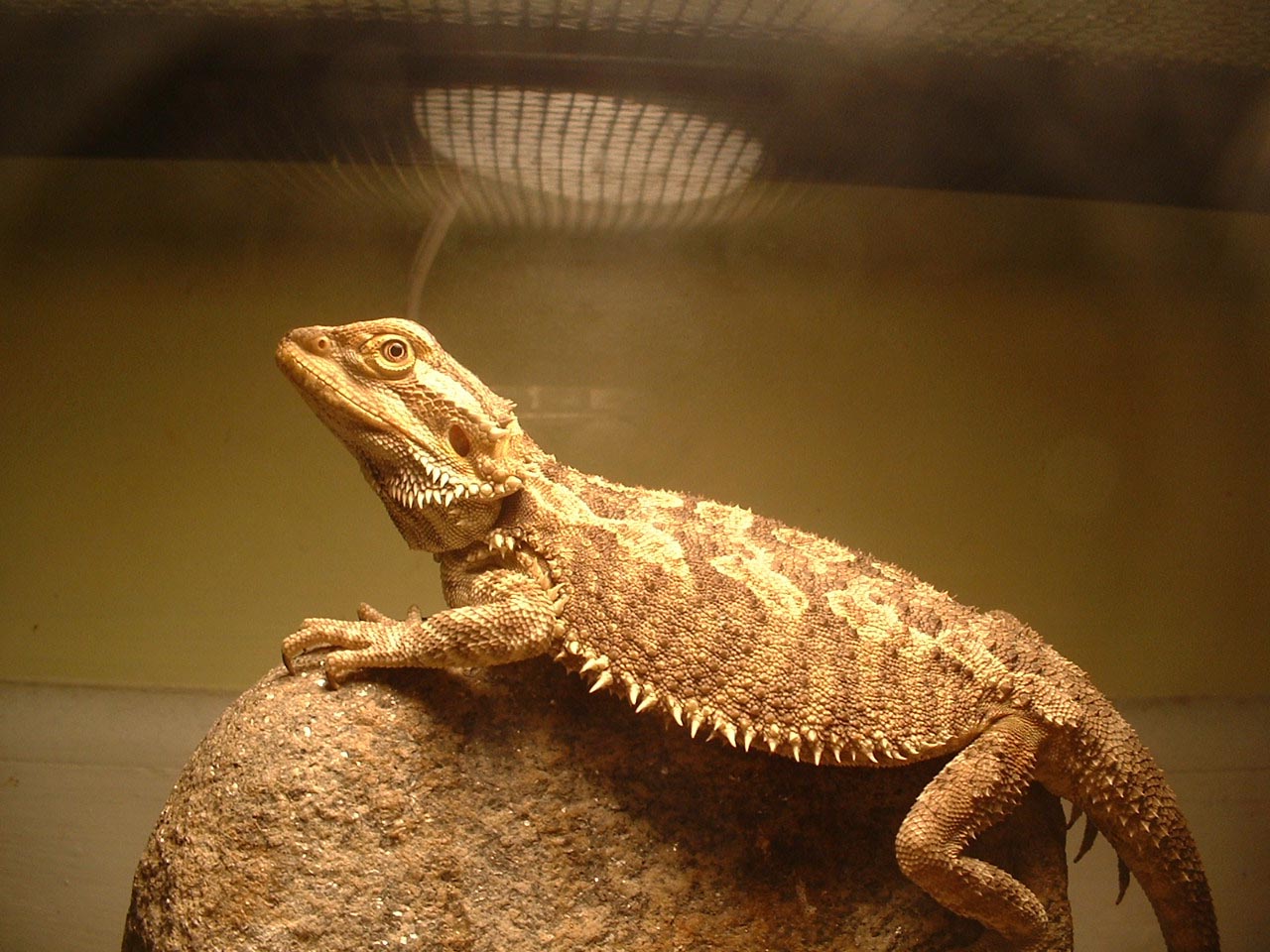 Pierre (  draco )