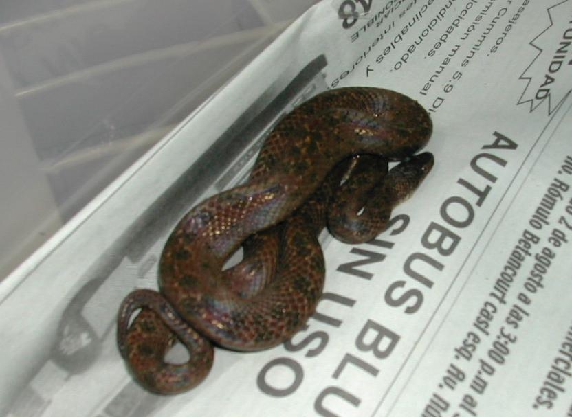 Tropidophis haetianus