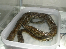 Python sebae natalensis