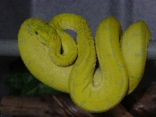 PNG Female