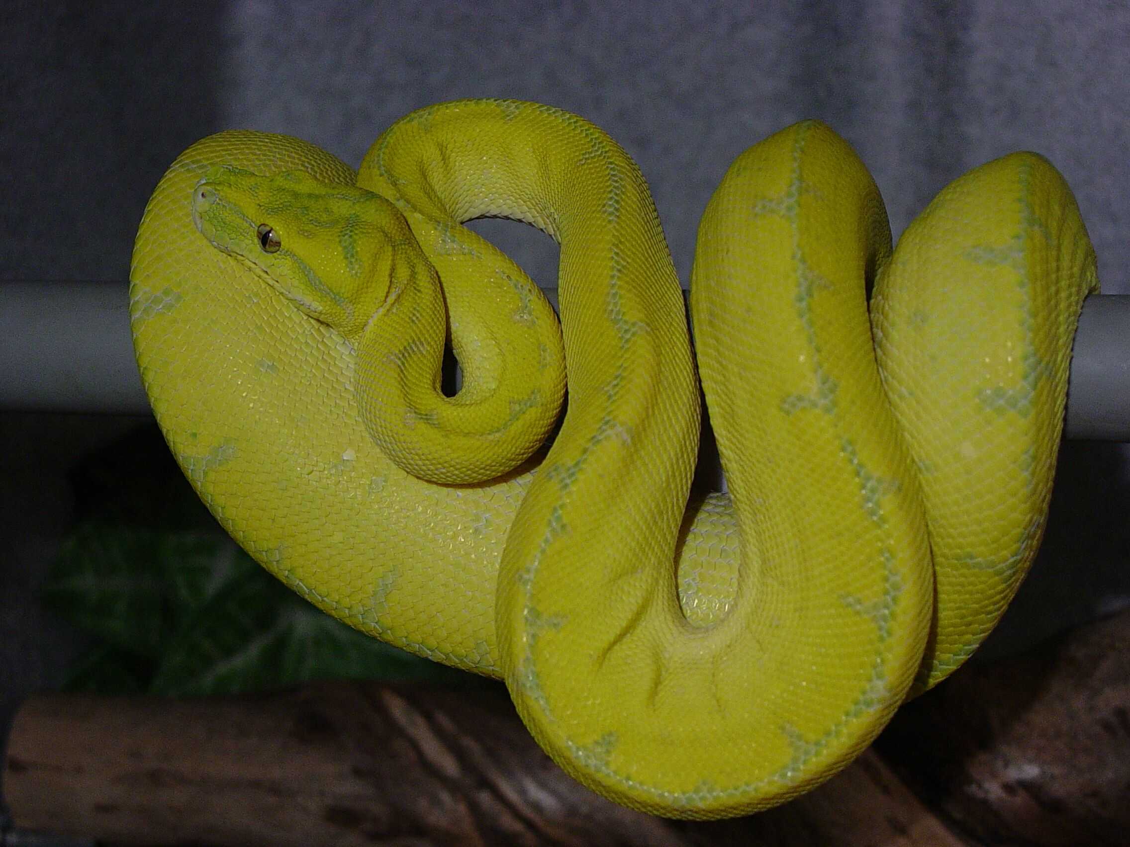 PNG Female