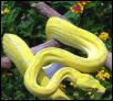PNG Chondro