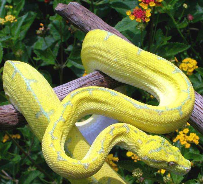PNG Chondro