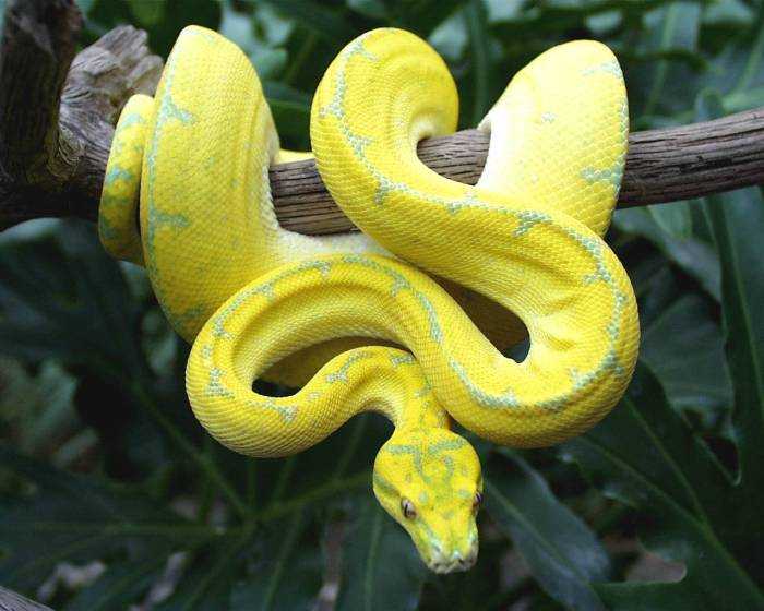 PNG Chondro