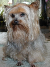 Beautiful Odie