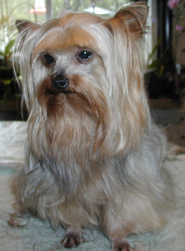 Beautiful Odie