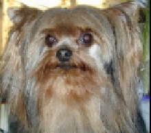 Miss Muffin