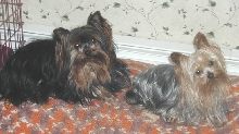 Black Angel and Odie