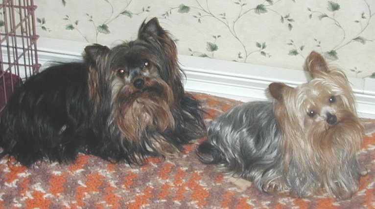 Black Angel and Odie