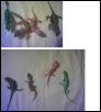 My new babies!