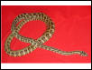 Raistlin shed day