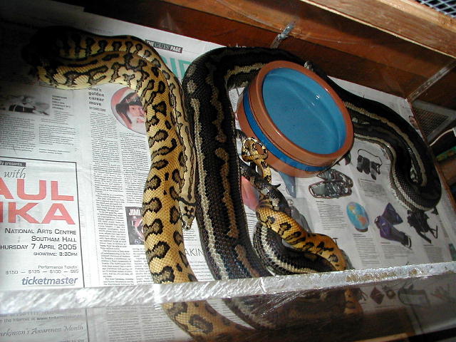 Jaguar breeding