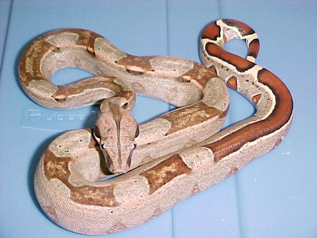 F3 Harlequin(striped phase)