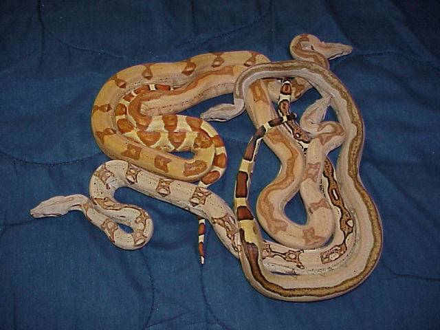 2001 "Harlequin Madness"