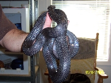 01 Mexican Black King