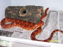 03 Okeetee Cornsnake