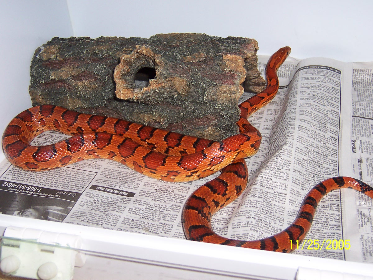 03 Okeetee Cornsnake