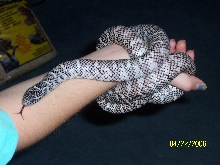 04 Florida king (Axanthic)