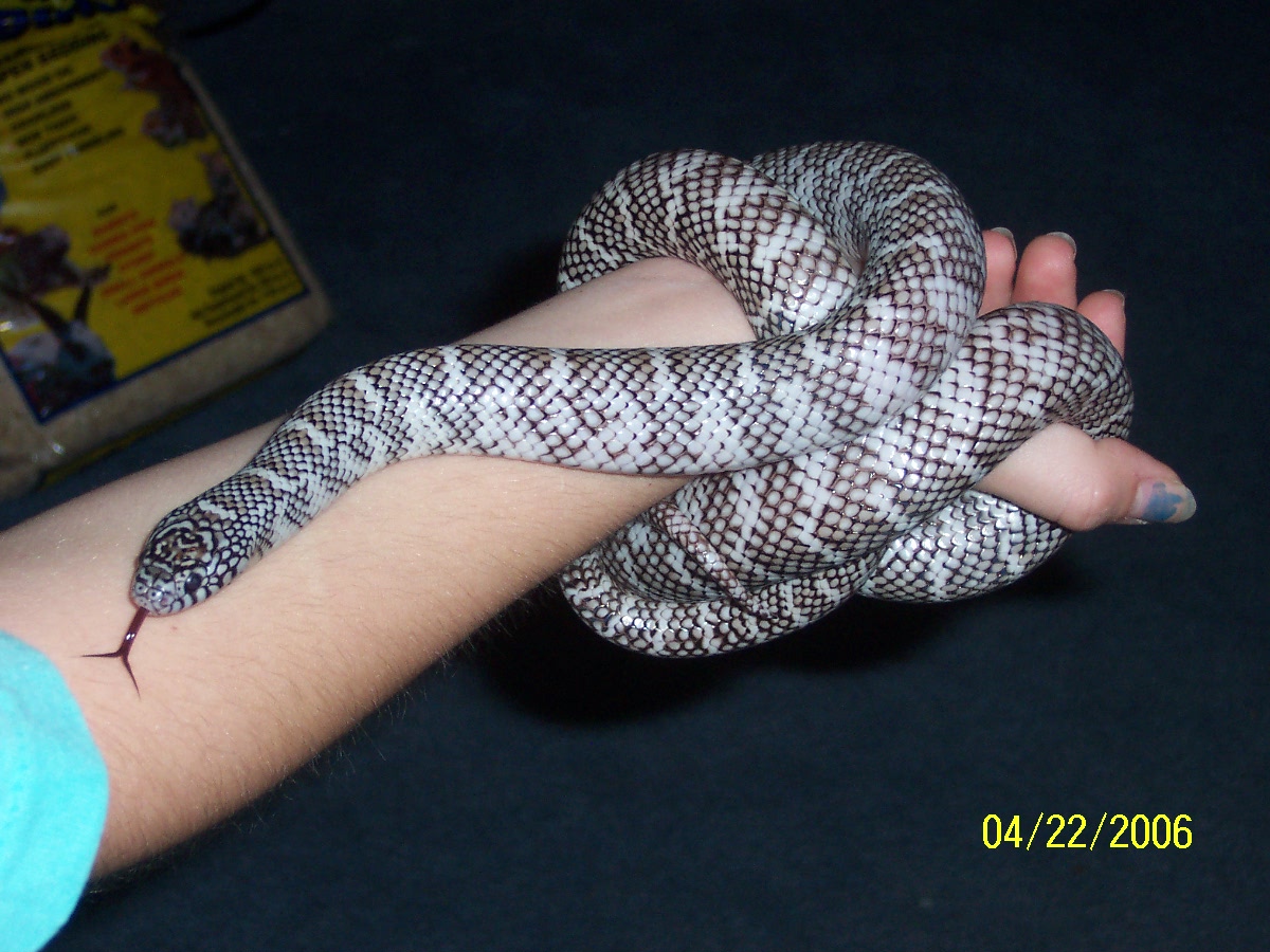 04 Florida king (Axanthic)