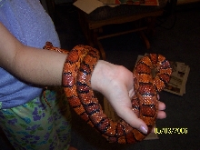 03 Okeetee corn