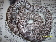 04 male Florida King (brooksi)