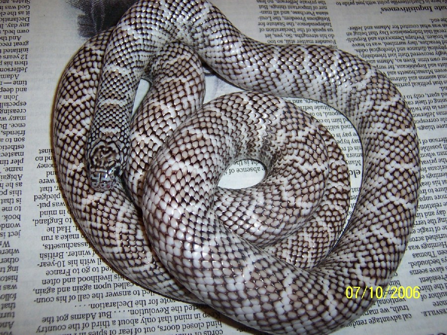 04 male Florida King (brooksi)