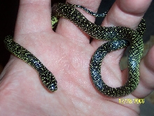06 Speckled kingsnake