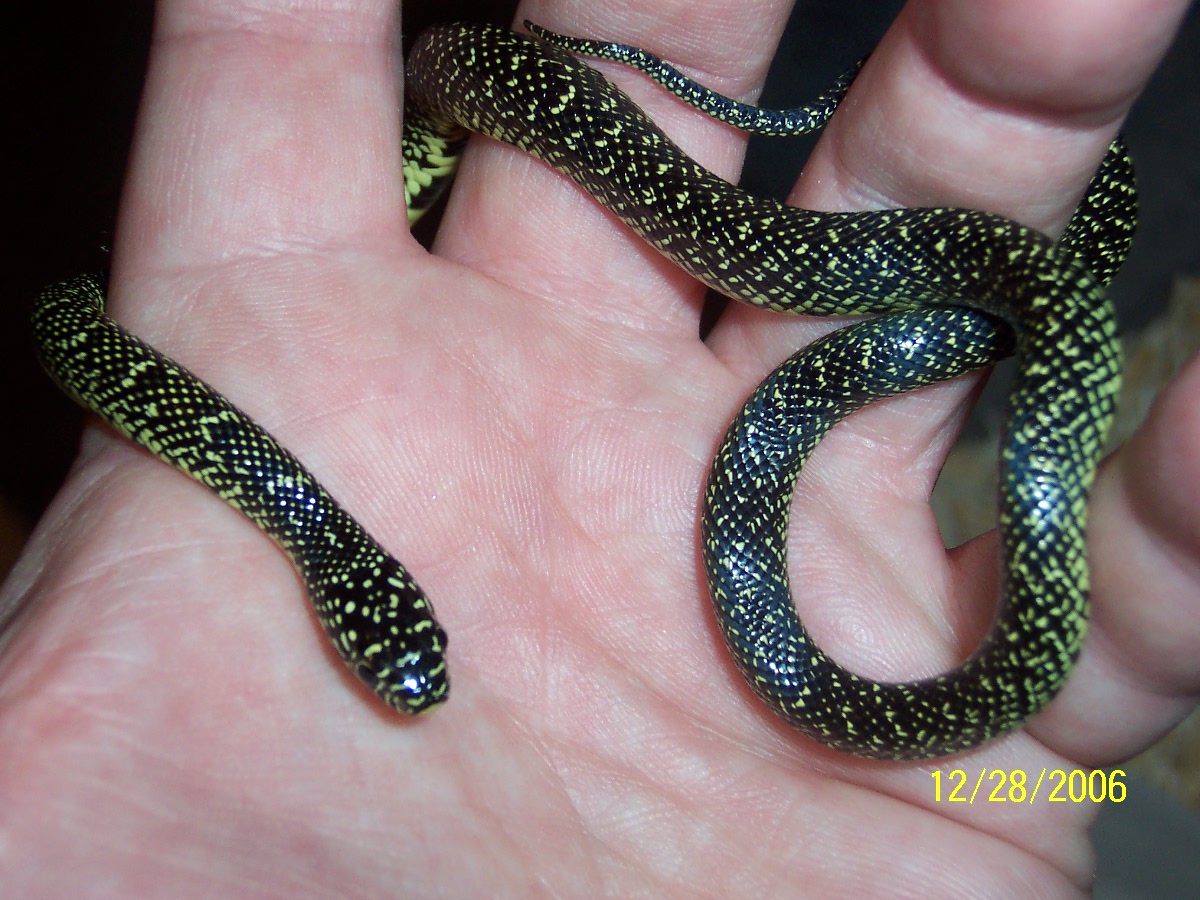 06 Speckled kingsnake