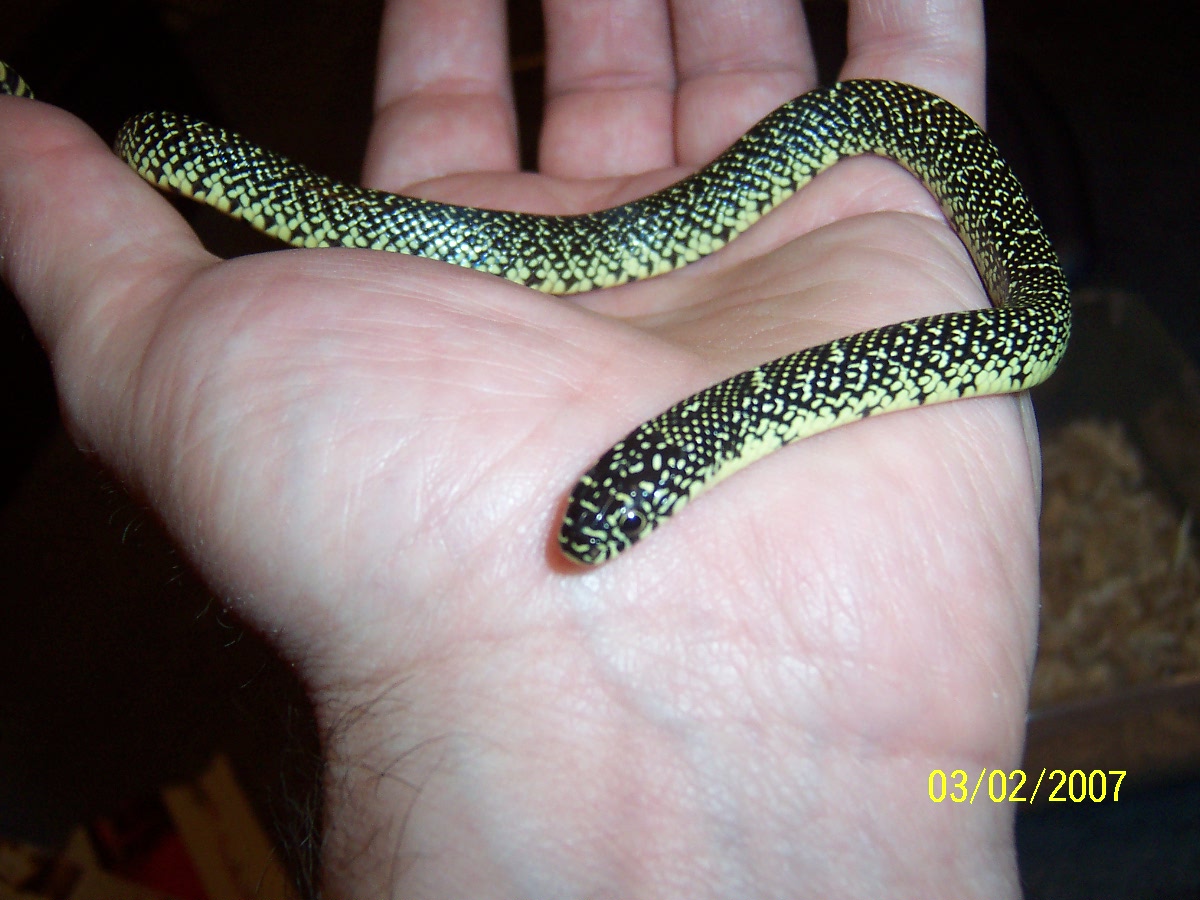 06 Speckled King