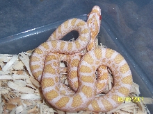 Albino Emoryi