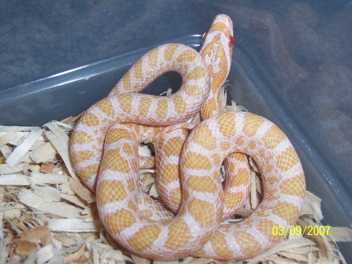 Albino Emoryi