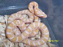 06 Albino Emoryi