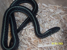 Axanthic plains garter