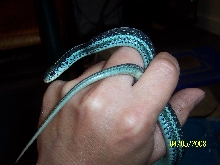 T.s. similis (Florida blue stripe