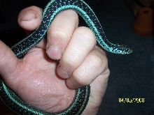 T.s.similis (Florida blue stripe)