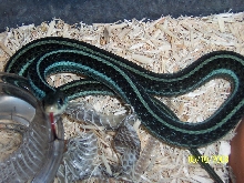 T.s.similis (Florida blue stripe)